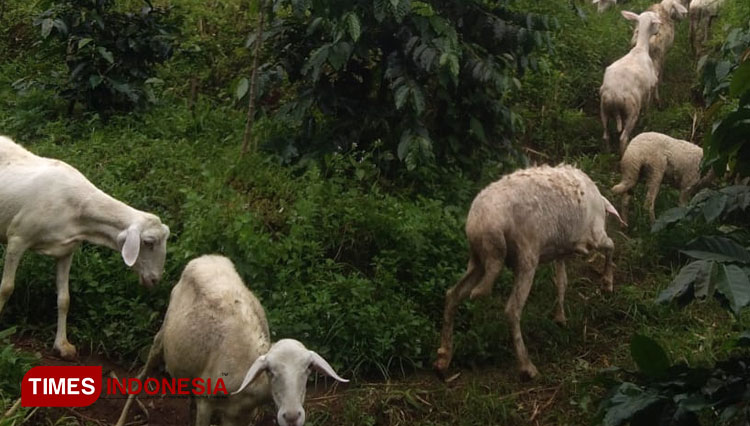 Domba ekor gemuk di kebun kopi milik Marno. (FOTO: Muchlas Hamidi/TIMES Indonesia)