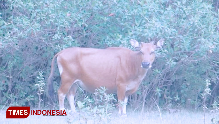 Hutan Buru Warisan Belanda Pangandaran Kini Jadi Cagar Alam