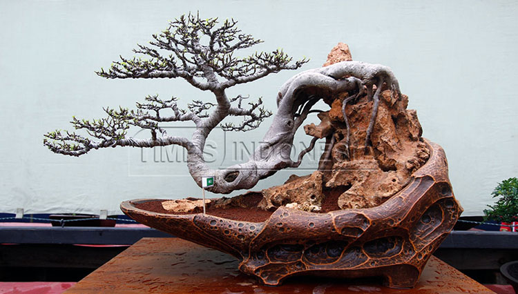 Pohon bonsai. (Foto: Dokumen TIMES Indonesia)