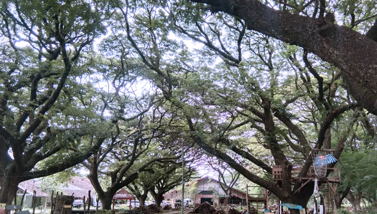 Pepohonan besar di Taman Trembesi, Kota Madiun terlihat indah dan menyejukkan. (Foto: Romi Tri Setyo Wibowo/TIMESIndonesia)