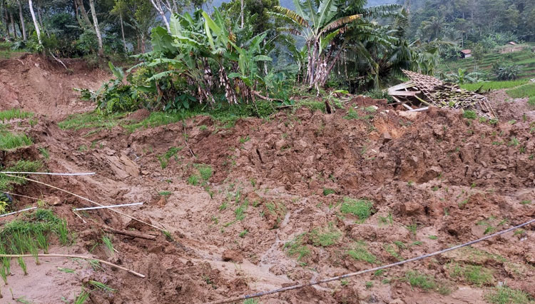 Area pesawahan B