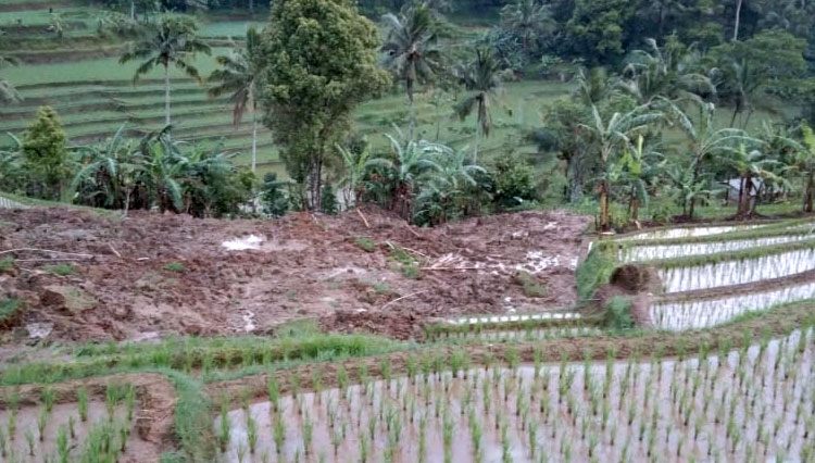 Area pesawahan C