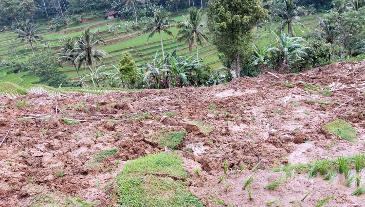 Area pesawahan rusak terkena longsoran. (Foto: Tagana Ciamis)