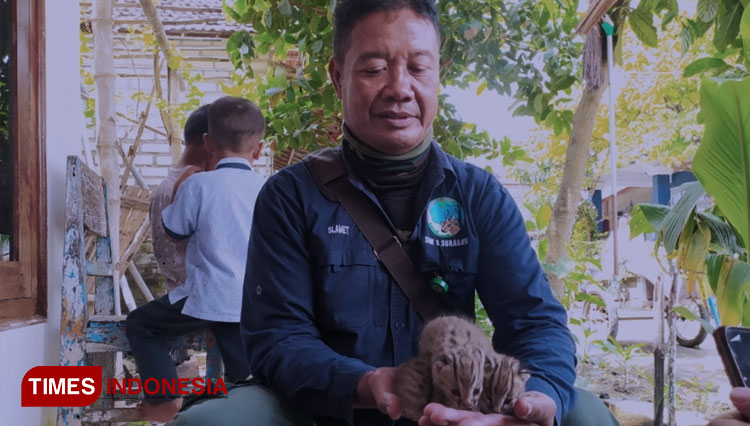 Petugas BKSDA menunjukkan dua ekor bayi Kucing Kuwuk yang ditemukan warga Dusun Mencorek, Desa Sendangharjo, Brondong. (FOTO: MFA Rohmatillah/TIMES Indonesia)