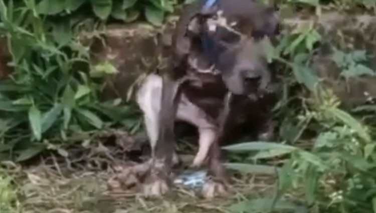 Fakta Anjing yang Viral Dikira Tak Terawat, Ini Penjelasan Sang Owner
