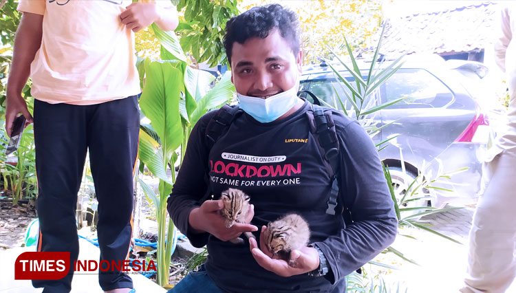 dua-ekor-anak-Kucing-Kuwuk.jpg