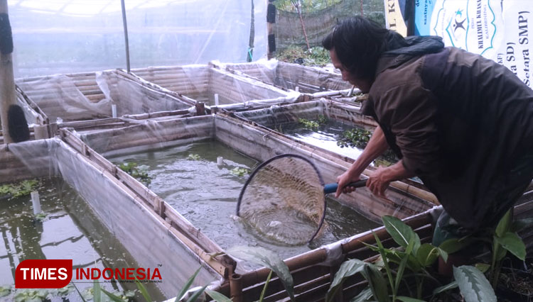 64+ Konsumsi Ikan Air Tawar Di Indonesia Terbaik