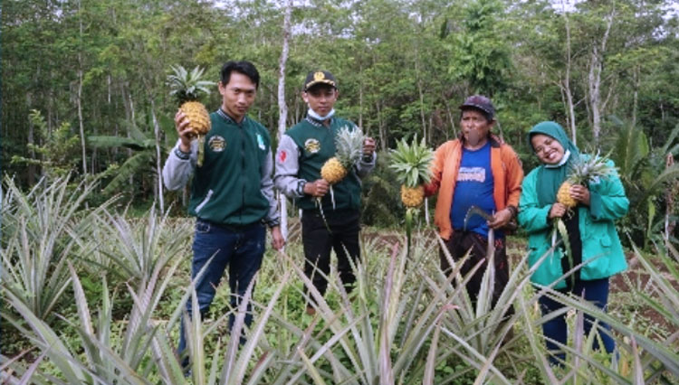 Pengembangan nanas jumbo di desa Sukoyuwono. (FOTO: UNIRA Malang)