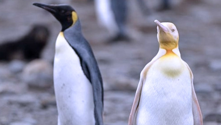 Penguin-berwarna-kuning-2.jpg