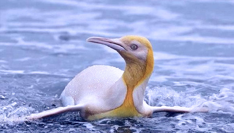 Penguin berwarna kuning yang sempat dibidik oleh fotograger lam liar asal, Belgia, Yves Adam. (FOTO: The Independent)