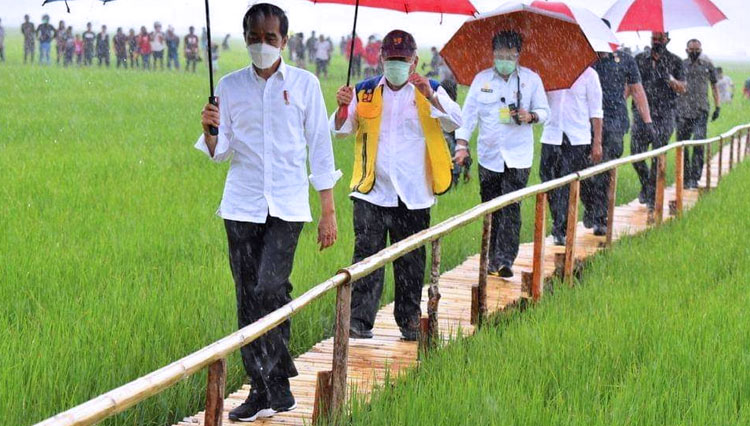 Diguyur Hujan Lebat, Presiden RI Jokowi Kunjungi Food Estate Sumba Tengah