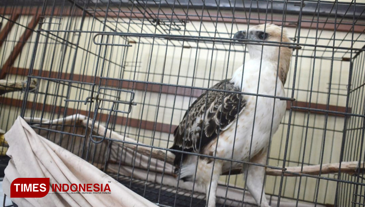 Elang Putih
