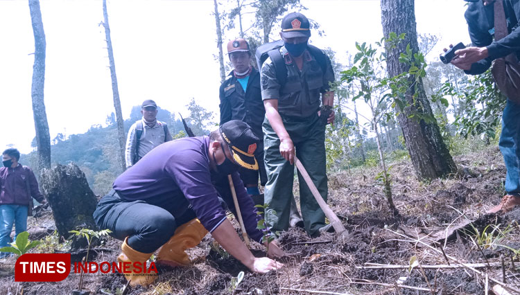 Agar Hutan Tak Gundul, Perhutani Sarankan Agroforestri Papan Catur untuk Petani di Ijen