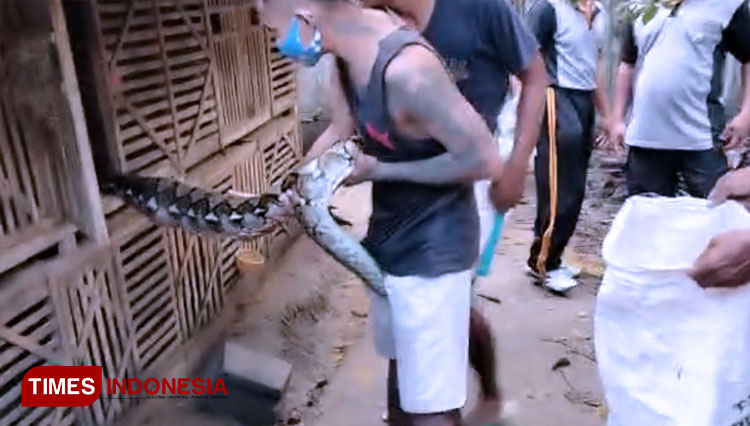 Sering Makan Ternak, Seekor Ular Piton Ditangkap Warga Tuban