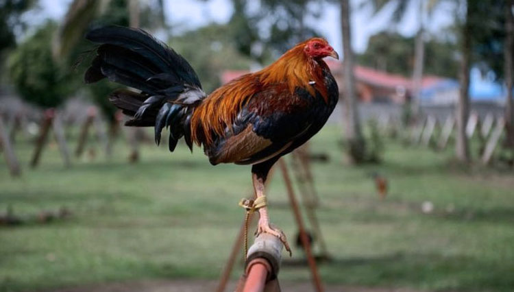 Ayam yang secara tak sengaja membunuh majikannya dengan pisau kecil di kakinya itu akhirnya dipindahkan ke peternakan. (FOTO: ilustrasi BBC/Getty Image)
