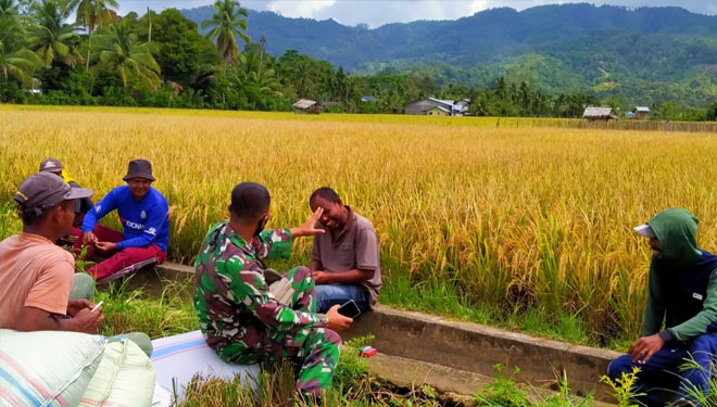 Babinsa Koramil 06/Manggeng Kodim 0110/Abdya bantu percepat panen padi petani di Desa Sejahtera, Manggeng, Abdya, Aceh (T. Khairul Rahmat Hidayat/TIMES Indonesia)