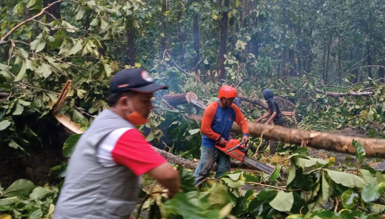 Petugas saat memangkas pohon yang tumbang di Sumawe. (Foto: BPBD Kabupaten Malang for TIMES Indonesia)