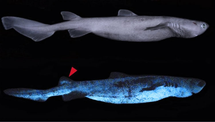Hiu yang hidup di laut dalam lepas pantai Selandia Baru yang bagian bawah tubuhnya bersinar di kegelapan. (FOTO:BBC)
