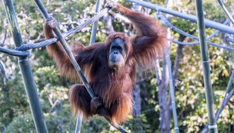 Orangutan di kebun binatang San Diego Amerika Serikat disuntik vaksin eksperimental yang dikembangkan untuk hewan. (FOTO:BBC)