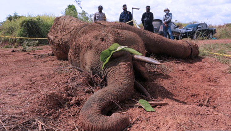 Pastikan Penyebab Kematian, BKSDA Aceh Bedah Bangkai Gajah di Aceh Jaya