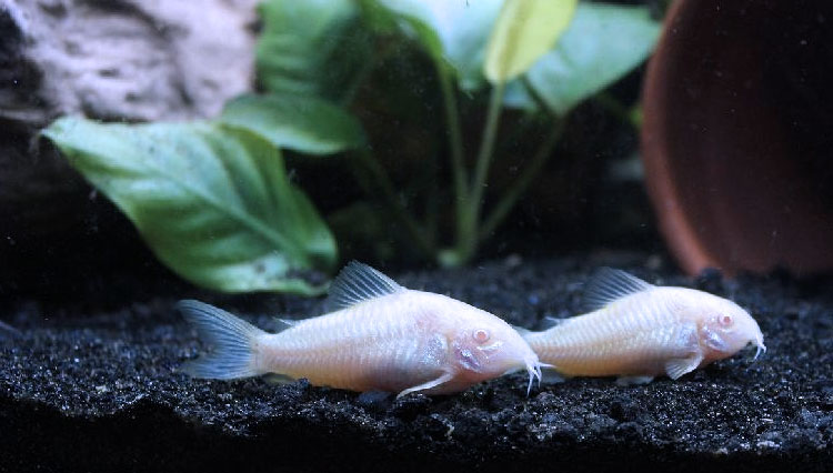 Top Six Best Aquarium Catfish, Check Them Out!