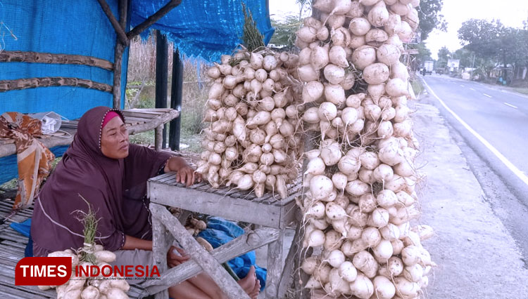 Ibu Sulasih Pedagang Musiman Buah Bengkoang di kawasan jalan penghubung antar Kabupaten Tuban dengan Kabupaten Bojonegoro di Kecamatan Parengan Tuban. (09/03/2021) (FOTO : Ahmad Istihar/TIMES Indonesia) 