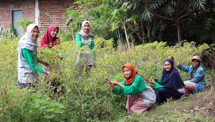 Mahasiswa KSM Unisma Malang Terjun ke Kebun, Apa yang Dilakukan?