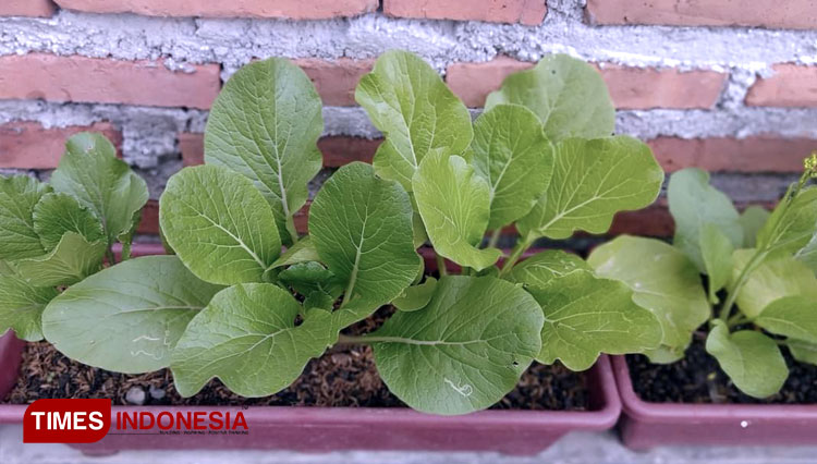 Pemanfaatan lahan atau ruang di pekarangan rumah milik warga untuk bertani. Hal dinilai efektif untuk membantu ketahanan pangan keluarga (FOTO: Moh Bahri/TIMES Indonesia).