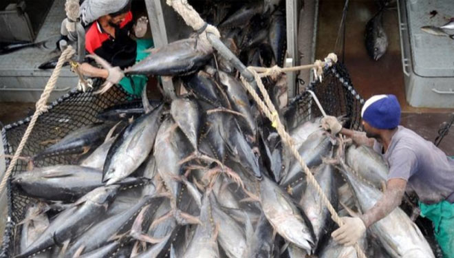 Pekerja menurunkan tuna dari kapal penangkap ikan di Port Victoria, 4 Agustus 2008. (FOTO: Reuters) 