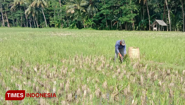 Masyarakat Pangandaran berburu padi turiang di sawah yang sudah panen (Foto : Syamsul Ma'arif/TIMES Indonesia)