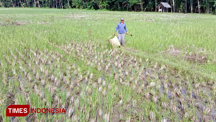 Masyarakat Pangandaran berburu padi turiang