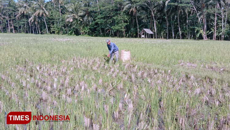 Pertanian dari Pangandaran 2