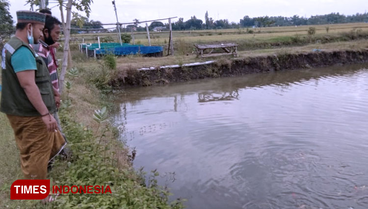 budidaya koi 3