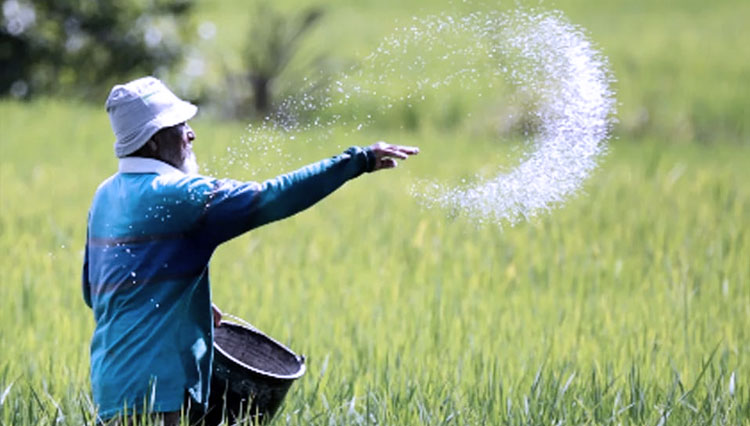 Ilustrasi - Petani yang sedang memupuk tanaman di sawah. (FOTO: Kapustani.com)