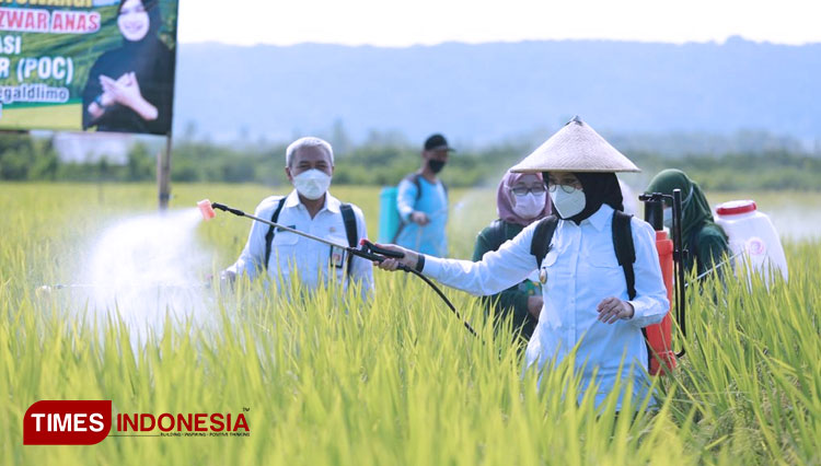 Bupati Banyuwangi Ipuk Fiestiandani Azwar Anas saat membantu petani menyemprot padi (Foto: Rizki Alfian/TIMES Indonesia)