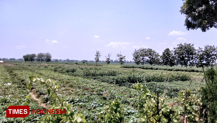 petani cabai cirebon 2