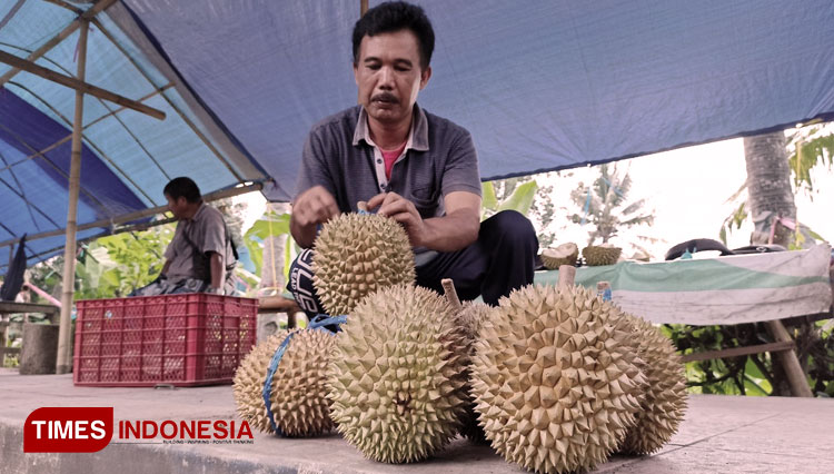 Durian Banyuwangi 1