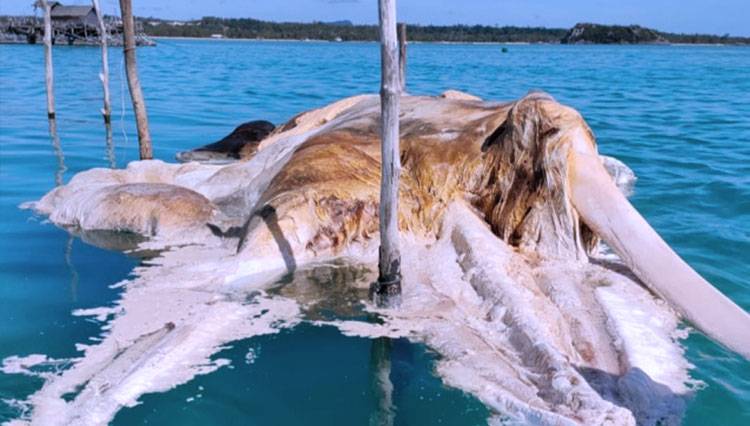 Diduga Gajah Mina, Ternyata Bangkai Paus Balin yang Hebohkan Laut Natuna