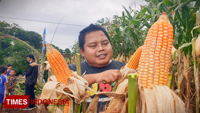 Panen-Jagung-2.jpg