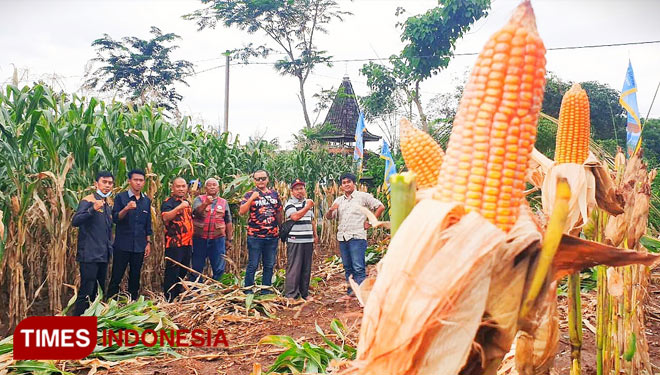 Pemuda Pancasila Banyuwangi sedang mempersiapkan pelaksanaan Festival Panen Jagung, di Lingkungan Pal 4, Dusun Karangbaru, Desa Alasbuluh, Kecamatan Wongsorejo. (Foto : Syamsul Arifin/TIMES Indonesia)