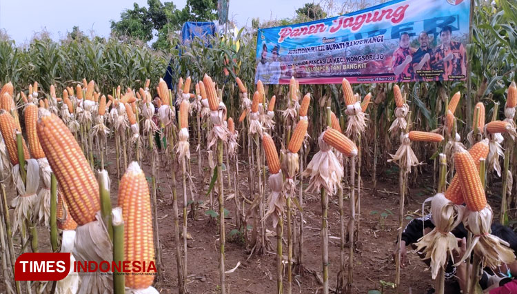 Festival Panen Jagung 3