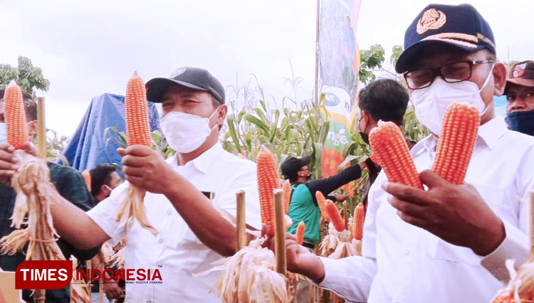 Keunikan Festival Panen Jagung yang digelar Ormas Pemuda Pancasila Banyuwangi. (Foto : Syamsul Arifin/TIMES Indonesia)