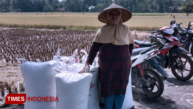 Petani di Pangandaran saat memanen padi (Foto: Syamsul Ma'arif/TIMES Indonesia)