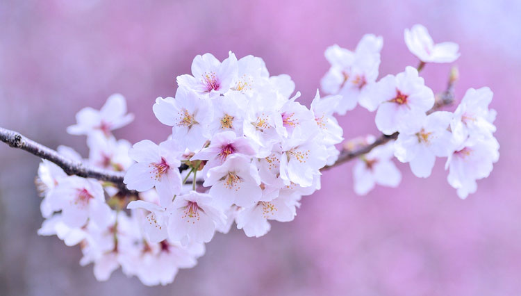 Ilustrasi. Bunga Sakura di Jepang. (FOTO: pixabay)