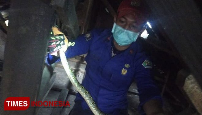 Petugas UPT Damkar Kota Malang saat melakukan penyelamatan hewan berjenis Ular. (Foto: UPT Damkar Kota Malang/TIMES Indonesia)