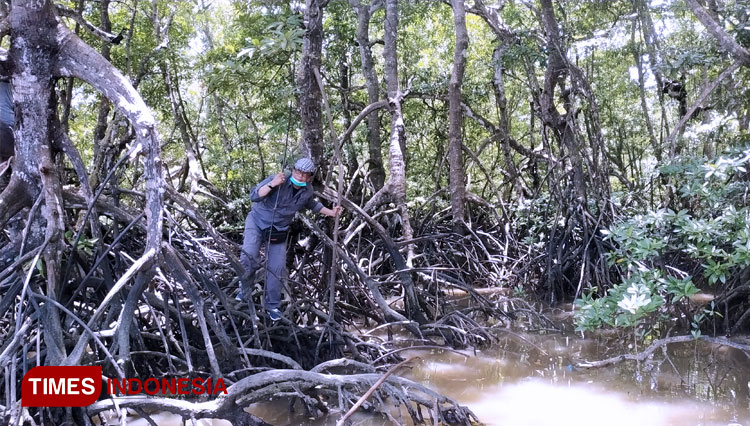 Mangrove-trees-that-thrive-in-Salo-Sumbala-2.jpg