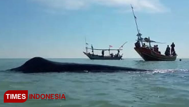 Tangkapan layar video amatir nelayan terdamparnya ikan paus di laut Tuban