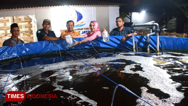 Mandiri Ekonomi, Bumdes Segorotambak Kembangkan Udang Vaname dengan Cara Baru
