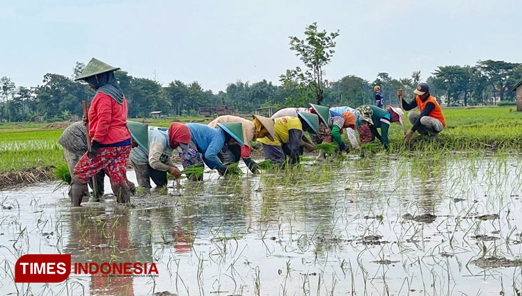 Ilustrasi - Petani saat menanam padi (Foto: Evita Mukharomah/TIMES Indonesia)