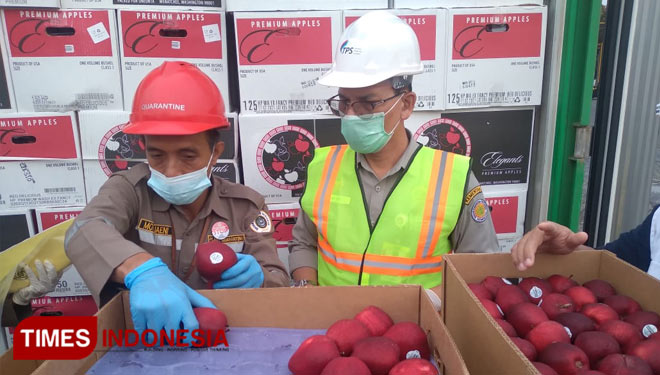 Proses pemeriksaan buah apel asal Amerika yang dilakukan oleh Badan Karantina Pertanian Surabaya. (Foto: Khusnul Hasana/TIMES Indonesia)  